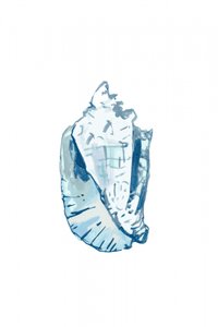 Oceaanblauwe schelp