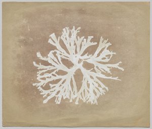 Algen door circle of William Henry Fox Talbot