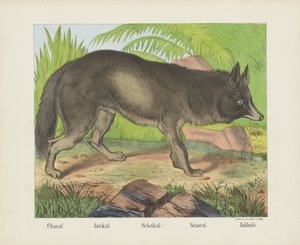 Jakhals