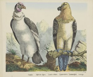 Condor. / Aigle des Alpes. / Lambs-vulture. / Lämmergeier. / Lammergier / Avolrajo