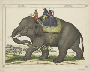 De olifant / gebruikt voor de olifantenjacht door firma Joseph Scholz