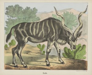 Kudu door firma Joseph Scholz
