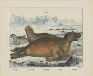 Zeehond door firma Joseph Scholz