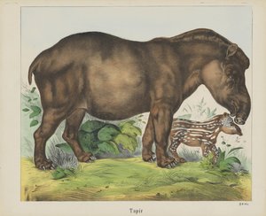 Tapir door firma Joseph Scholz