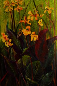 Canna-lelie, 2017