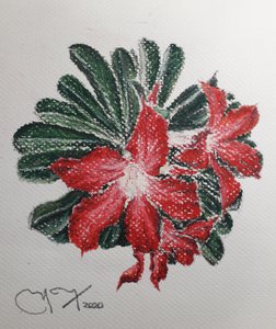 Woestijnbloem