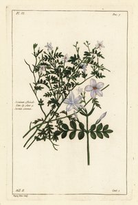 Gewone jasmijn, Jasminum officinale, Linn door the Younger Dupin