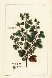 Kruisbes, Ribes grossularia