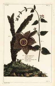 Zeesterplant, Orbea variegata 1 en witte zwaluw-wortel, Vincetoxicum hirundinaria 2