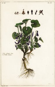 Zoet viooltje, Viola odorata, Linn door the Younger Dupin