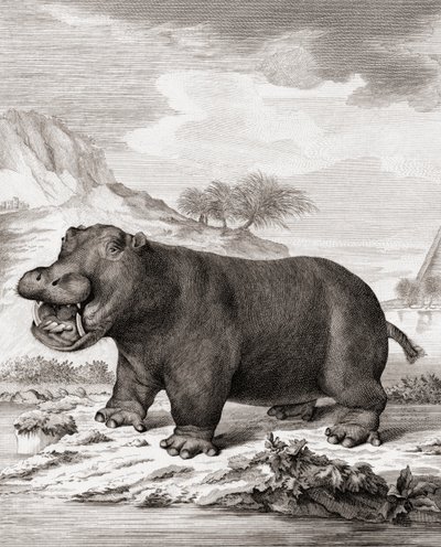 Een Nijlpaard (Hippopotamus amphibius) door (after) Dutch School