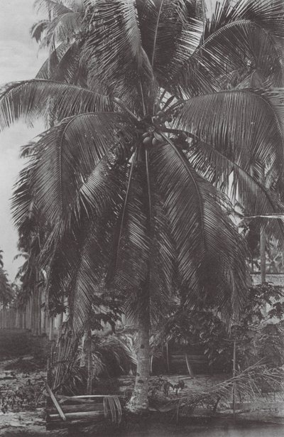 Singapore: Kokosnootboom door (after) English photographer