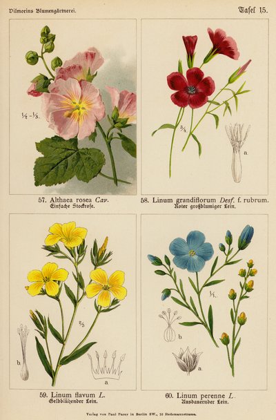 Althaea Rosea, Linum Grandiflorum, Linum Flavum, Linum Perenne door (after) German School
