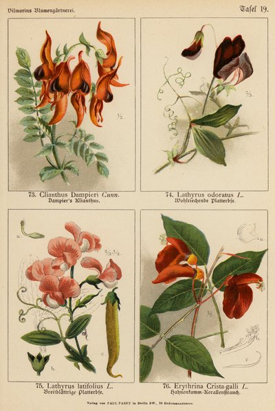 Clianthus Dampieri, Lathyrus Odoratus, Lathyrus Latifolius, Erythrina Crista-galli door (after) German School