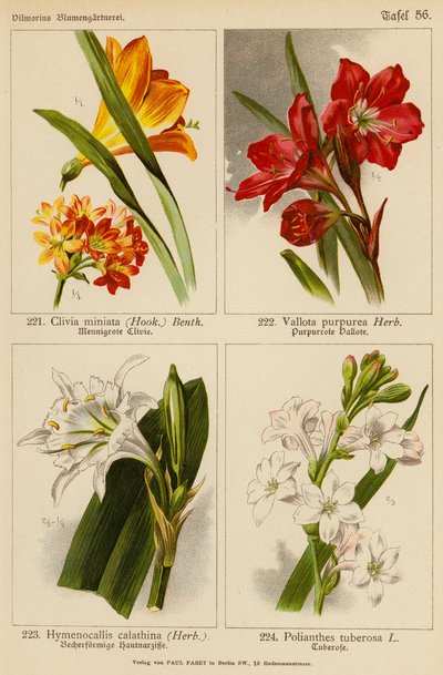 Clivia Miniata, Vallota Purpurea, Hymenocallis Calathina, Polianthes Tuberosa door (after) German School
