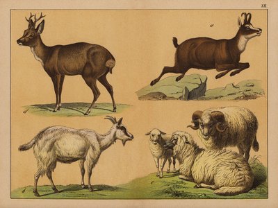Herten, schapen en geiten door (after) German School