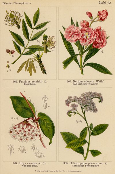 Fraxinus Excelsior, Nerium Odorum, Hoya Carnosa, Heliotropium Peruvianum door (after) German School