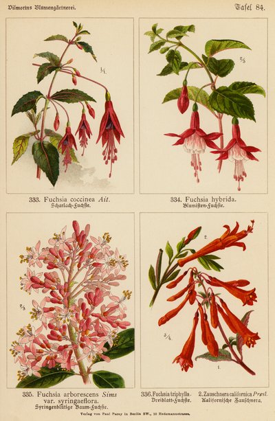 Fuchsia Coccinea, Fuchsia Hybrida, Fuchsia Arborescens, Fuchsia Triphylla, Zauschnera Californica door (after) German School