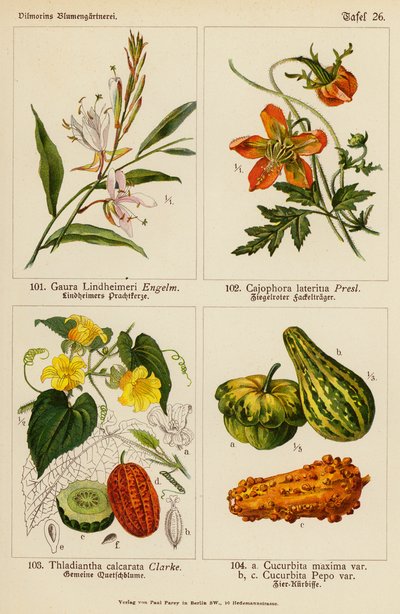 Gaura Lindheimeri, Cajophora Lateritia, Thladiantha Calcarata, Cucurbita Maxima, Cucurbita Pepo door (after) German School