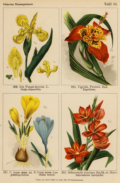 Iris Pseud-Acorus, Tigridia Pavonia, Crocus Vernus, Crocus Aureus, Schizostylis Coccinea door (after) German School
