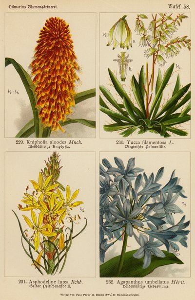 Kniphofia Aloodes, Yucca Filamentosa, Asphodeline Lutea, Agapanthus Umbellatus door (after) German School