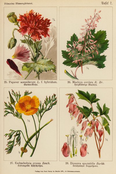 Papaver Somniferum, Macleya Cordata, Eschscholtzia Crocea, Dicentra Spectabilis door (after) German School