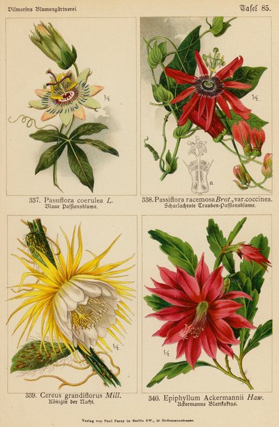 Passiflora Coerulea, Passiflora Racemosa, Cereus Grandiflorus, Epiphyllum Ackermannii door (after) German School