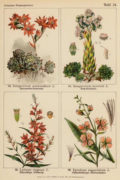 Sempervivum Arachnoideum, Sempervivum Tectorum, Lythrum Virgatum, Epilobium Angustifolium door (after) German School