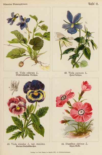 Viola Odorata, Viola Cornuta, Viola Tricolor, Dianthus Alpinus door (after) German School