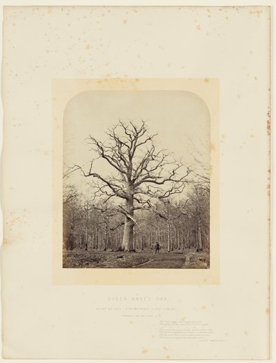 Eik van Queen Anne door 14th Earl of Caithness James Sinclair