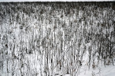 Januari door Alexandra Gertrud Maria Marx