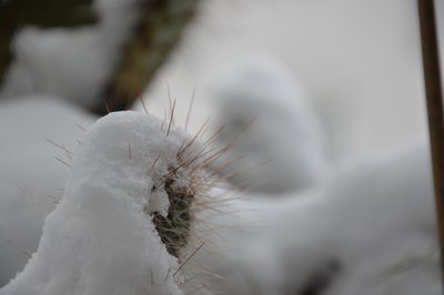 Cactussen in de winter door Detlef Georgi