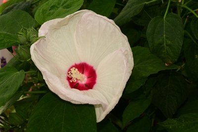 Vastgelegde rozen tegen een zachte, natuurlijke en artistieke achtergrond. door Albert Mansour