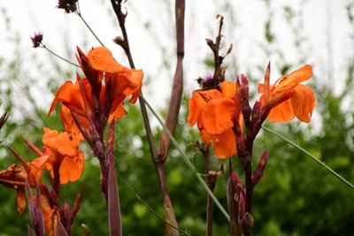 Vastgelegde rozen tegen een zachte, natuurlijke en artistieke achtergrond. door Albert Mansour