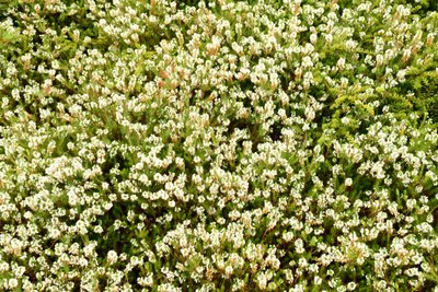 Olieverfschilderijen in bloementhema door Albert Mansour