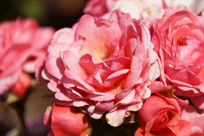 Olieverfschilderijen in bloemenstijl door Albert Mansour