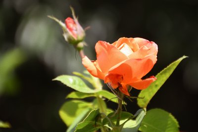 Olieverfschilderijen in bloemenstijl door Albert Mansour