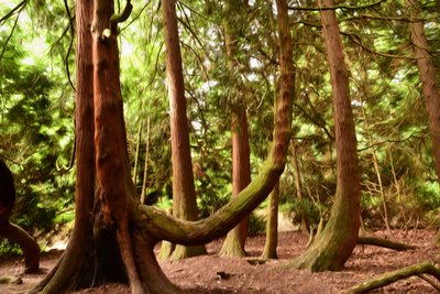 Olieverfstijl: Natuur en bos door Albert Mansour