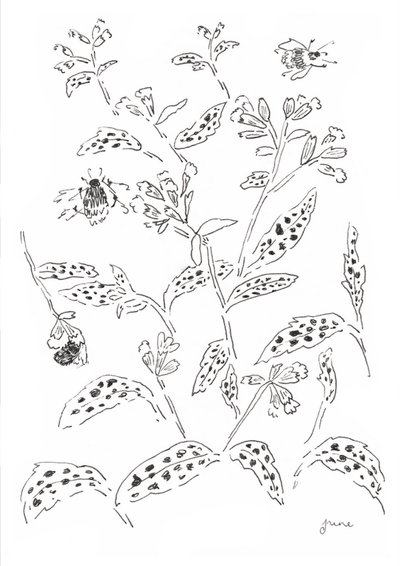 Onderzoek naar hommels en wilde bloemen door june art