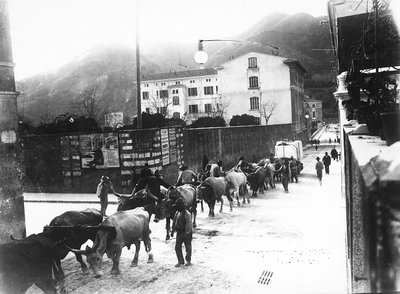 Enkele ossen die worden gebruikt voor het transport van marmer uit de Apuanische groeven worden langs een weg in Carrara geleid (zw/w foto) door A. Corsini