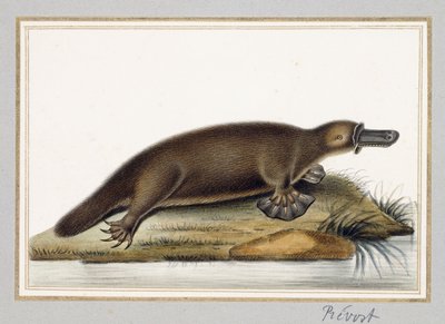 Vogelbekdier door A. Prevost