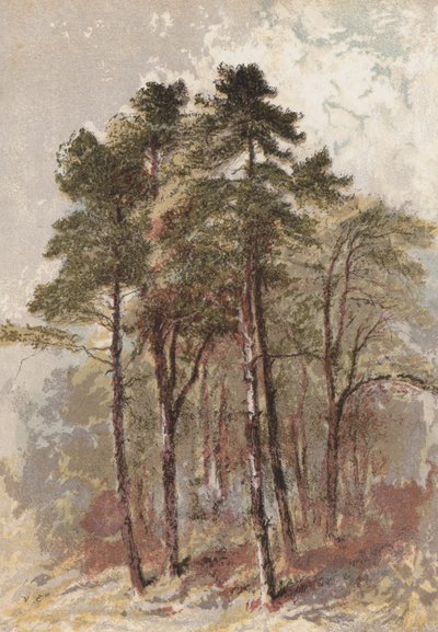 Groep dennenbomen door Aaron Edwin Penley