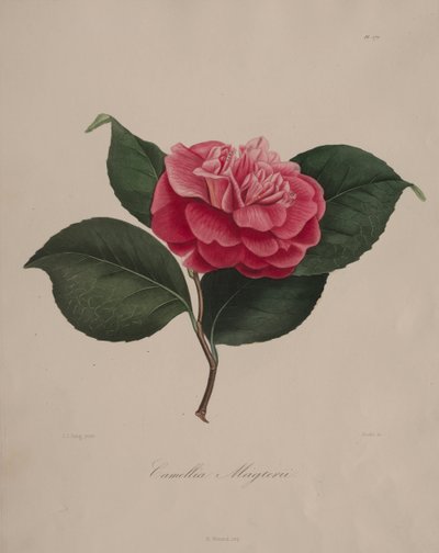 Iconografie van het geslacht camellia: Nr. 171 door Abbé Laurent Berlèse