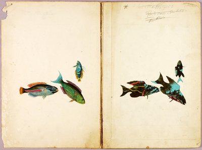 VISSEN, studiemap voor het boek Concealing Coloration in the Animal Kingdom door Abbott Handerson Thayer