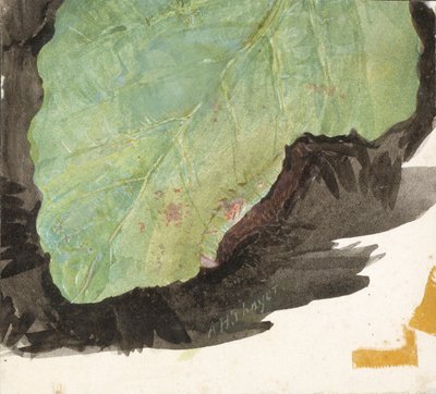 Heterocampa Biundata, Walker, studie voor boek Concealing Coloration in the Animal Kingdom door Abbott Handerson Thayer