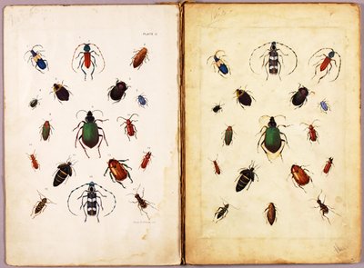 INSECTEN – Gekleurde kevers, landschap, studiemap bij het boek *Concealing Coloration in the Animal Kingdom* door Abbott Handerson Thayer