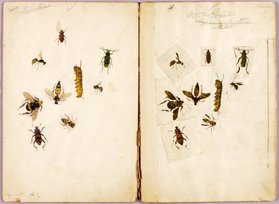 Insecten - ingekleurd, studiemap voor het boek Concealing Coloration in the Animal Kingdom door Abbott Handerson Thayer
