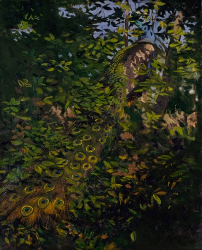 Pauw in het bos, studie voor het boek Concealing Coloration in the Animal Kingdom door Abbott Handerson Thayer
