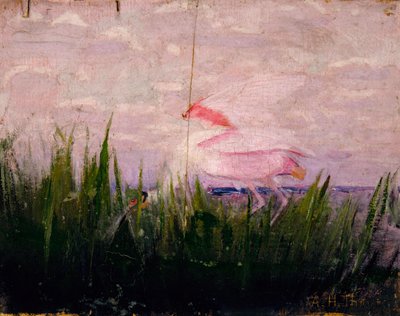 Roseate lepelaar, studie voor boek Concealing Coloration in the Animal Kingdom door Abbott Handerson Thayer
