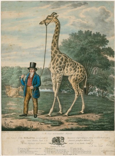 Portret van de giraffe, 1827 door Abraham Bruiningh van Worrell